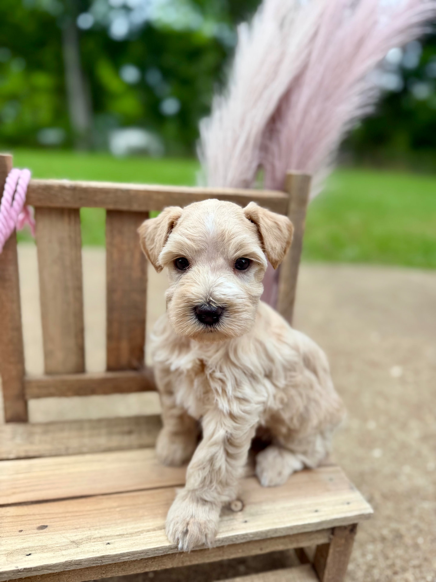 Bruno, a cream Miniature Schnauzer puppy, sitting on a wooden chair