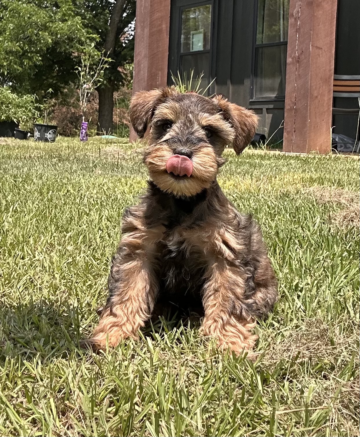 Rocky, a sable Miniature Schnauzer puppy, sitting in the grass
