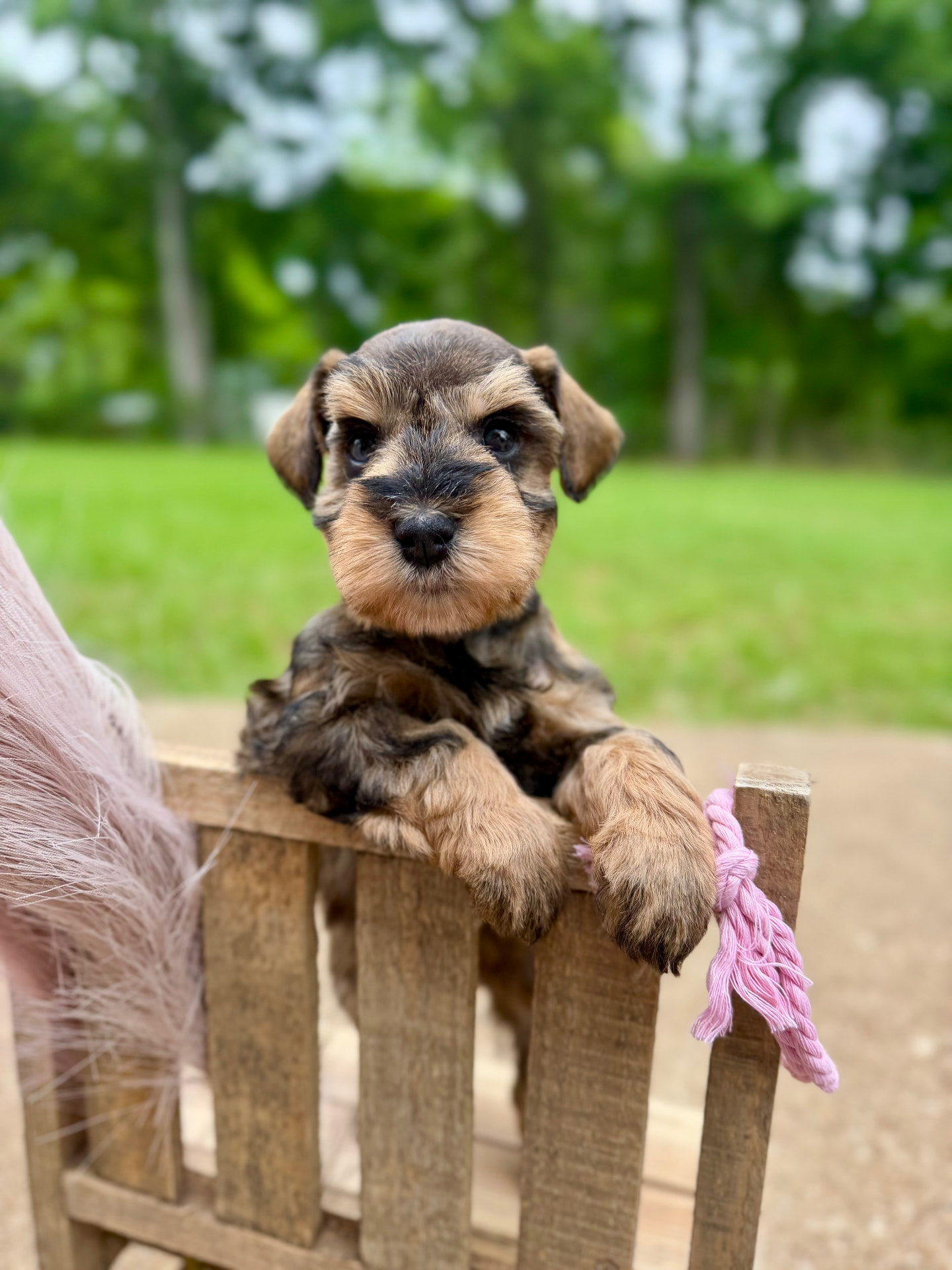 Rocky, a black and tan Miniature Schnauzer puppy, leaning over a wooden chair