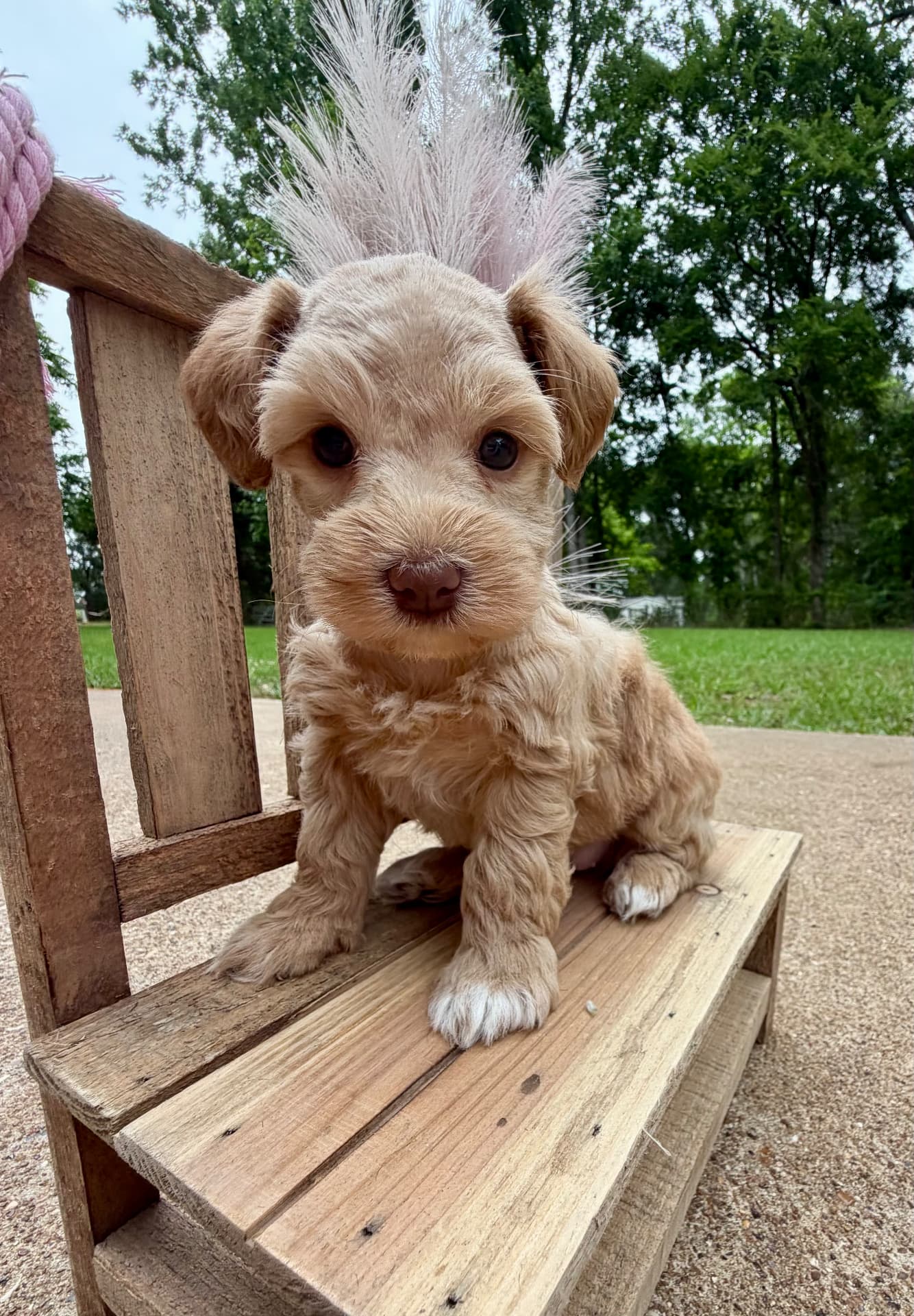 Sadie, a cream female Miniature Schnauzer puppy with darker ears, on a wooden bench