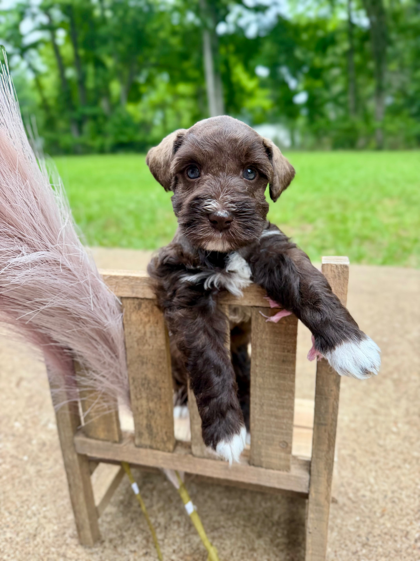 Boots, a chocolate Miniature Schnauzer puppy with white markings, leaning over a wooden chair